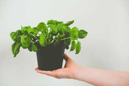 Plantas, albahaca, semillas. Foto: Unsplash