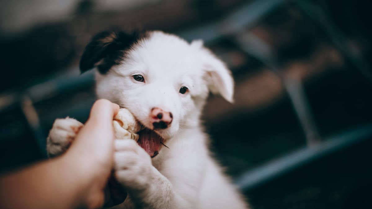 Qué hacer si nuestro perrito muerde