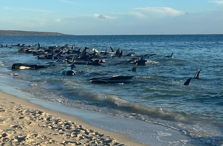 Ballenas en Australia. Foto: EFE.