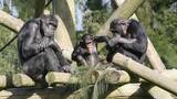 ¿Evolucionamos de los chimpancés?: la ovulación oculta de los humanos lo pone en duda