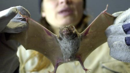 China, mercado, murciélagos