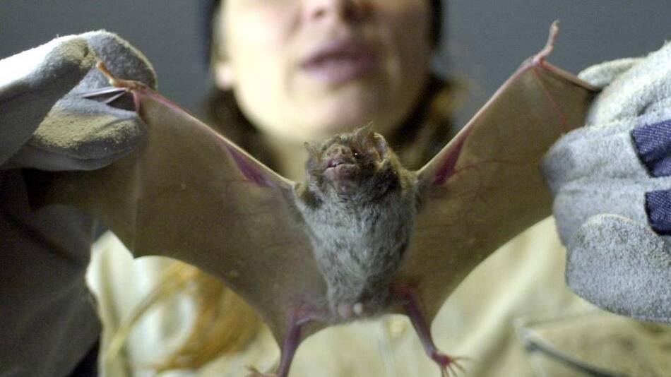 China, mercado, murciélagos