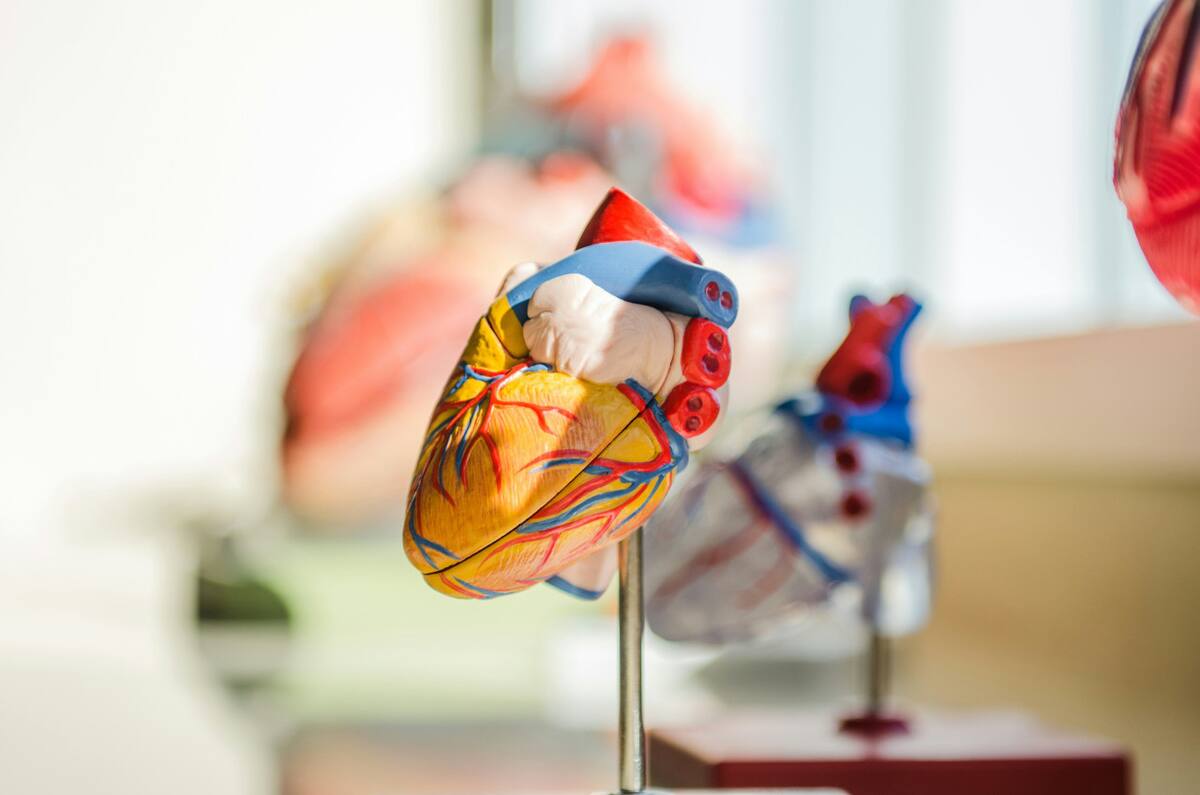 Corazón. Foto Unsplash.