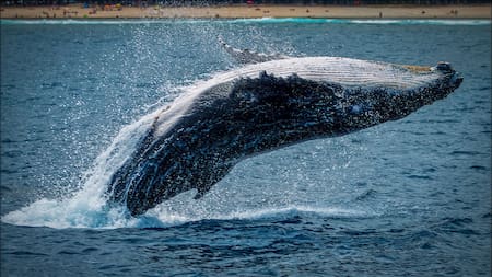 Ballena. Foto: Unsplash.