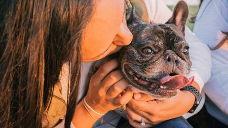 Perros. Foto: Unsplash