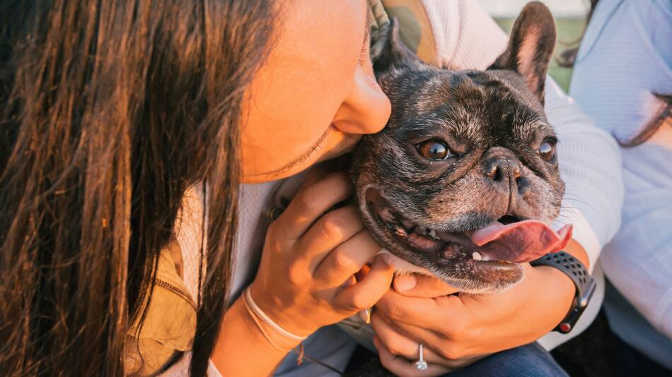 Perros. Foto: Unsplash