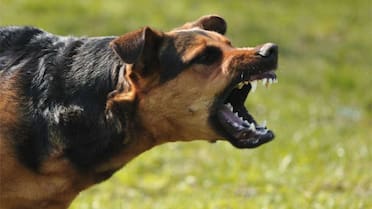 Conducta canina: por qué los perros pueden volverse agresivos en la adultez, según Harvard