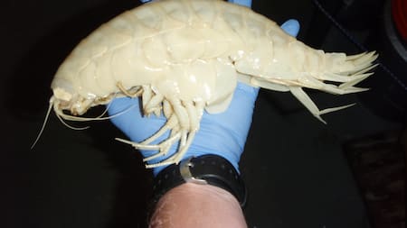 "Crustáceo de aspecto fantasmal": la criatura gigante que no conocías y habita el 59% de los océanos del mundo