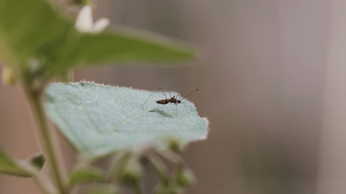 La planta ideal para ahuyentar mosquitos.