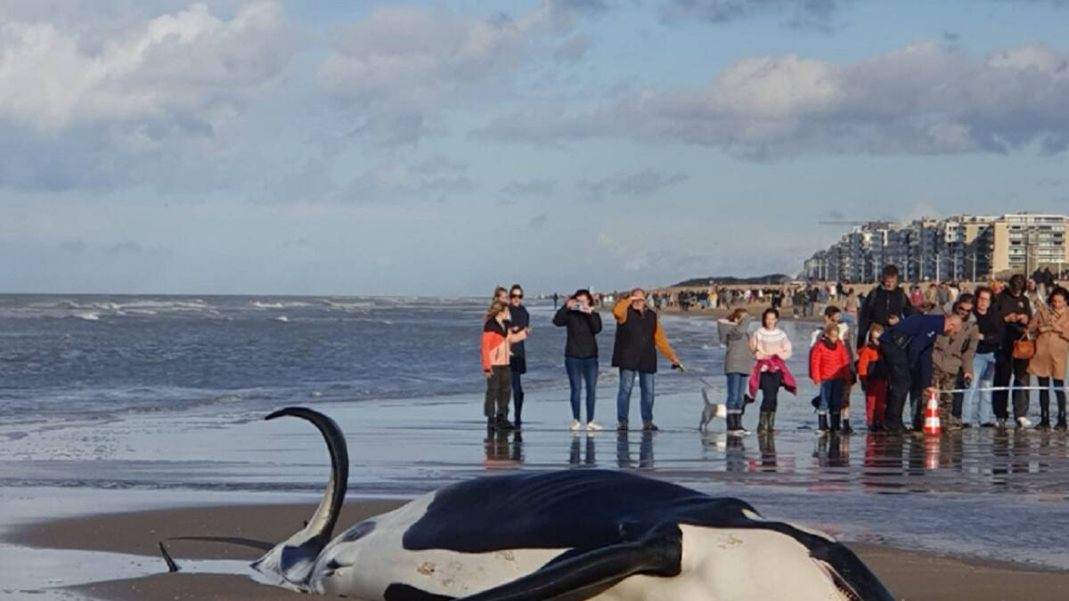 Apareció un orca muerta. Foto: gentileza RTBF/Catherine Doucet