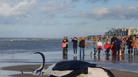 Apareció un orca muerta. Foto: gentileza RTBF/Catherine Doucet