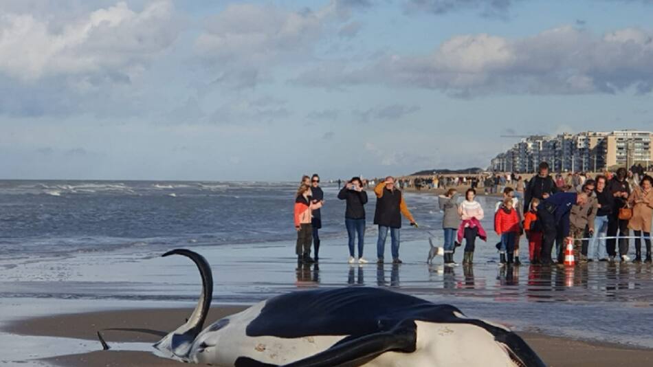 Apareció un orca muerta. Foto: gentileza RTBF/Catherine Doucet