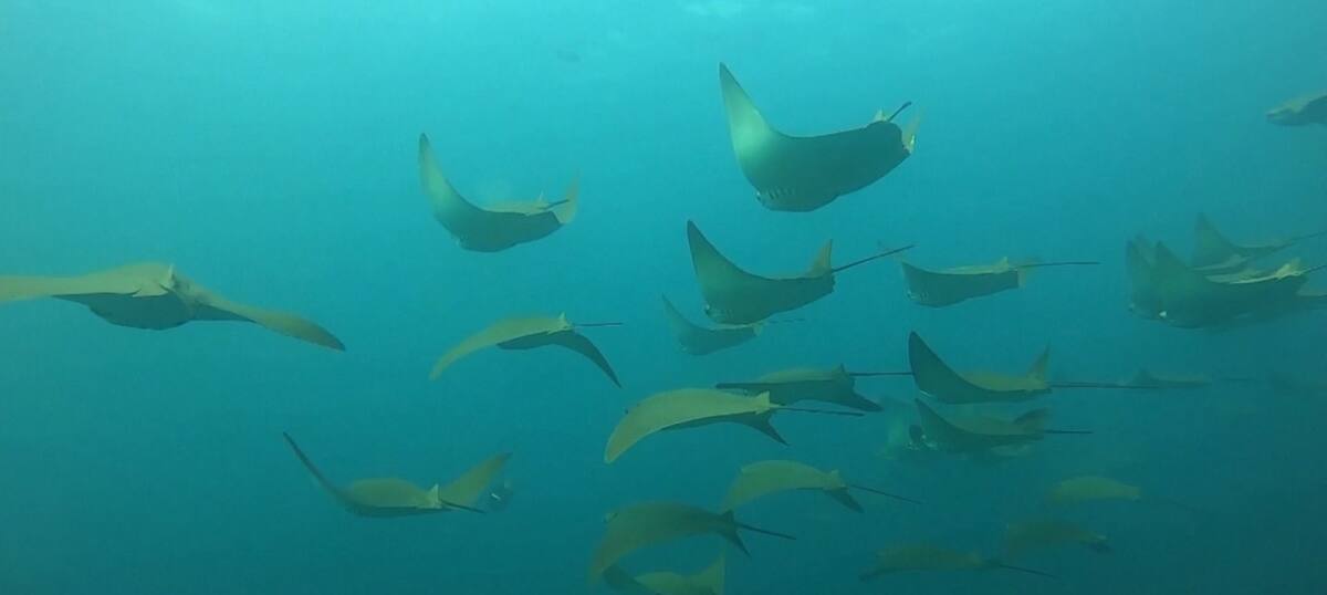 Especies en peligro de extinción. Foto: Reuters.