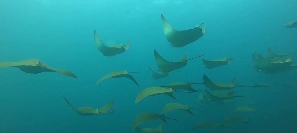 Especies en peligro de extinción. Foto: Reuters.