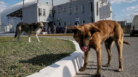 Perros en Chernobyl. Foto: Reuters.