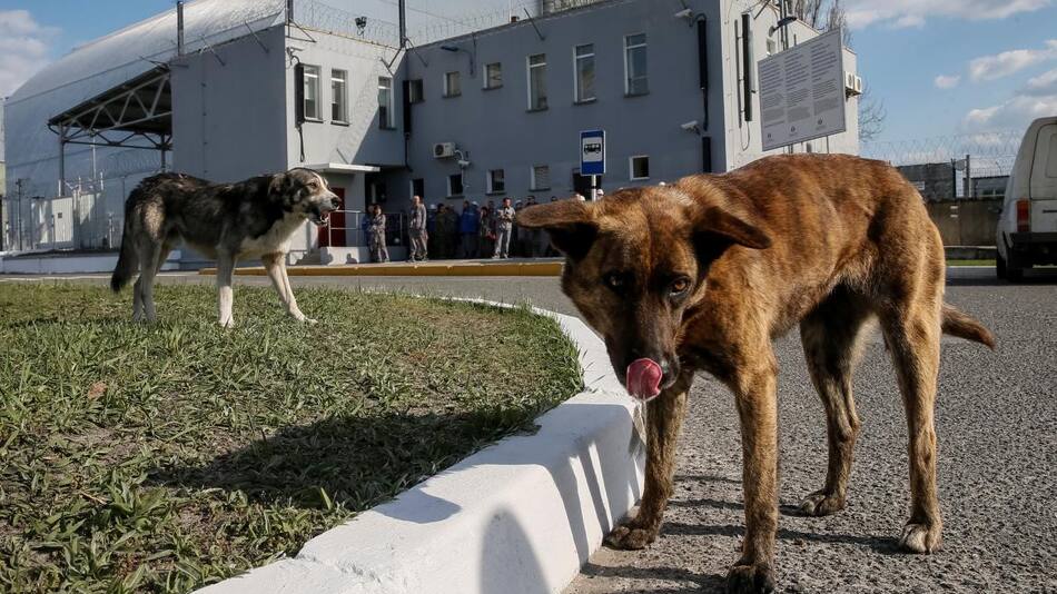 Perros en Chernobyl. Foto: Reuters.