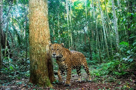 Yaguaretés en peligro de extinción. Foto: NA.