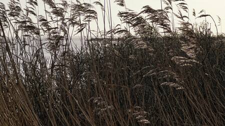 Vientos fuertes. Foto: Pexels.