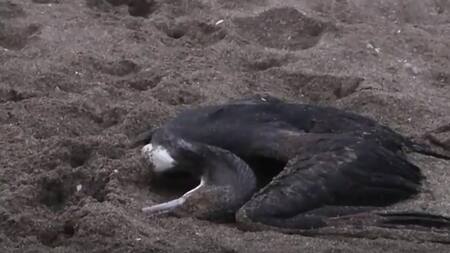 Brote de Gripe Aviar. Foto: captura Ruptly.