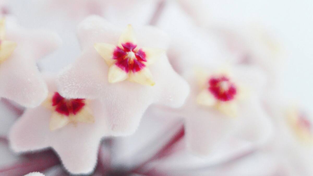 Hoya carnosa.