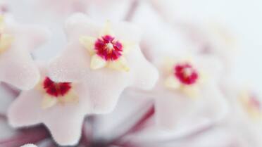 Perfuma todo el hogar y no necesita de cuidados especiales: cuál es la planta ideal para los principiantes en jardinería