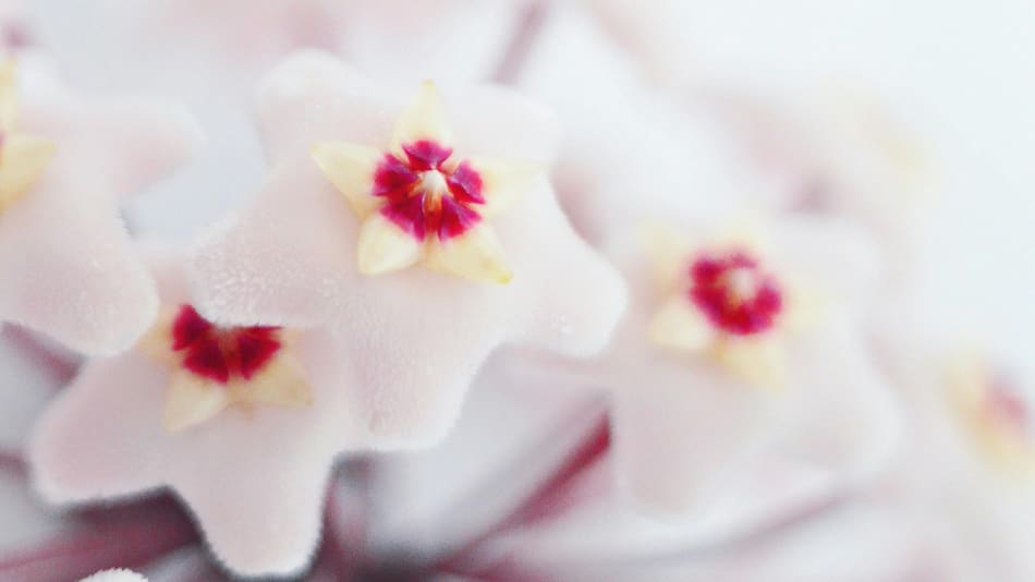 Hoya carnosa.