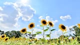 Girasoles: todo lo que tenés que saber de la flor del sol que conquista el verano