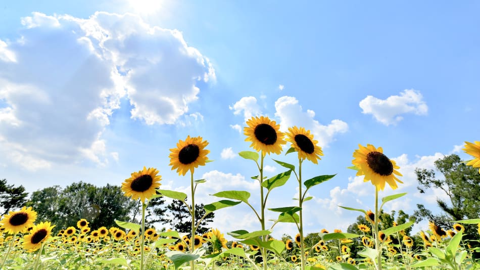 Girasoles.
