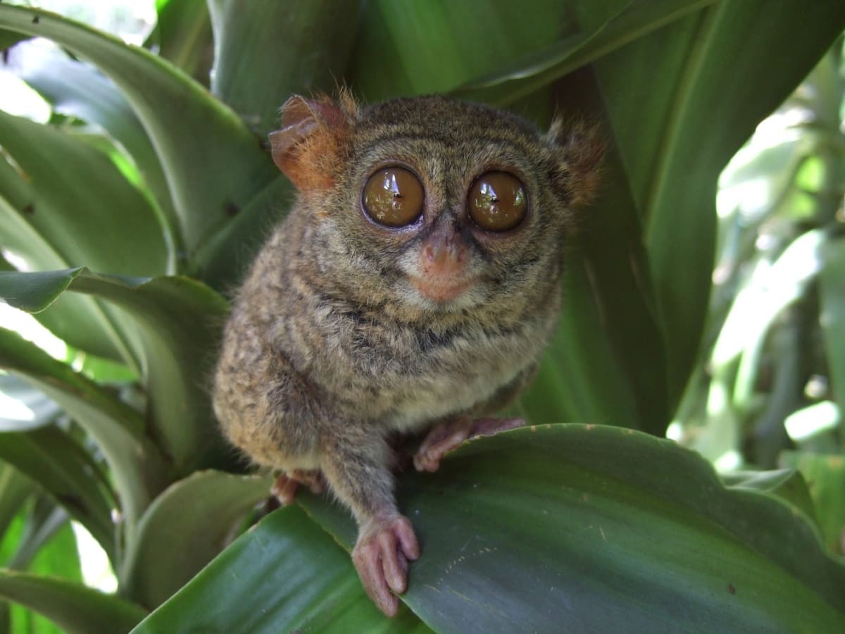 El tarsero es el animal que inspiró la creación de Stitch. Foto: Wikipedia.