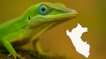 Hito sorprendente en Sudamérica: redescubren un reptil que se creía extinto desde hace 150 años