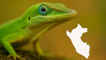 Hito sorprendente en Sudamérica: redescubren un reptil que se creía extinto desde hace 150 años