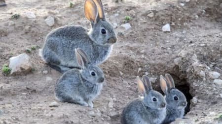 Conejo exótico. Fuente: Noticias Argentina.