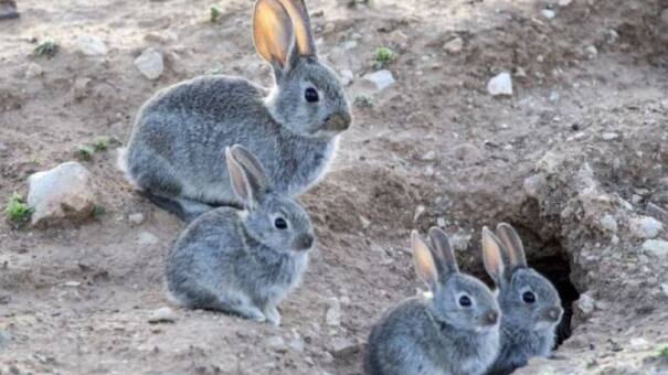 Tiernos, pero altamente peligrosos: los conejos exóticos afectan el ecosistema de Ushuaia