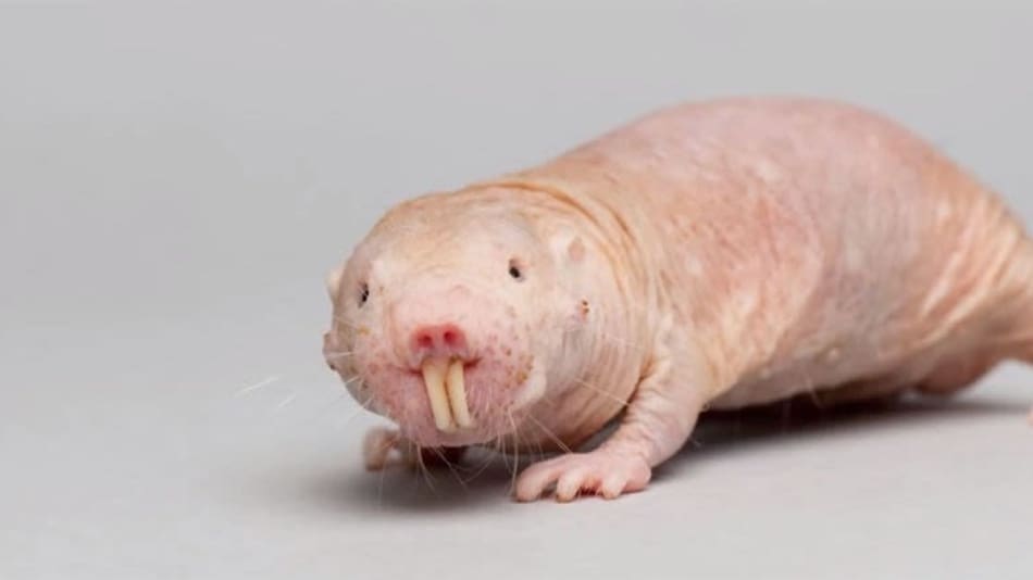 Cuál es el animal más feo del mundo. Foto X.