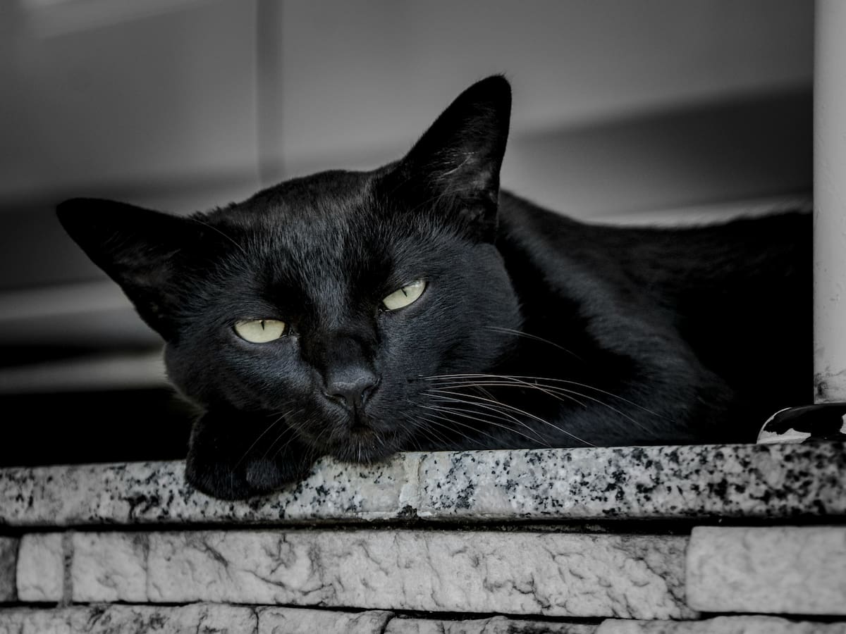 Gato; mascota; animales.