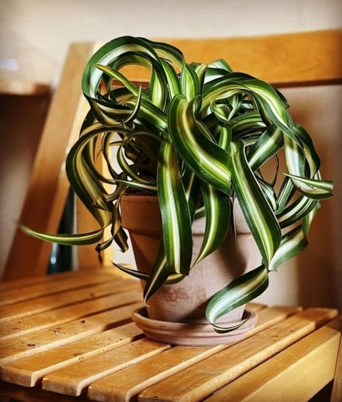 La cinta, la planta pet friendly ideal para el hogar