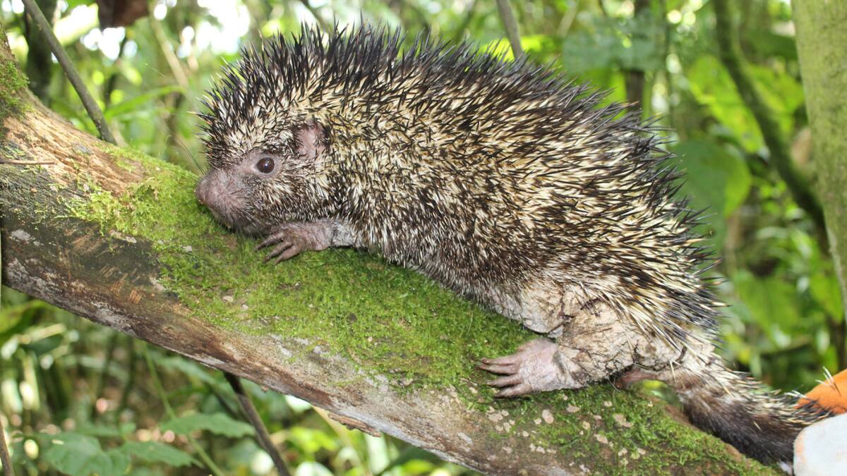 Descubren una nueva especie de puercoespín después de un siglo. Foto: humboldt.org.co