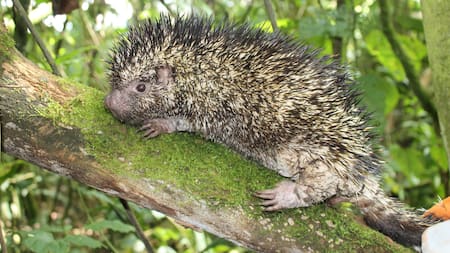 Descubren una nueva especie de puercoespín después de un siglo. Foto: humboldt.org.co