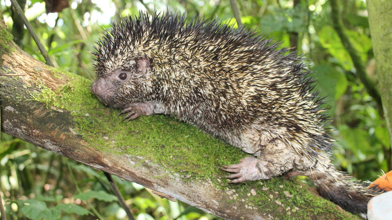 Descubren una nueva especie de puercoespín después de un siglo. Foto: humboldt.org.co