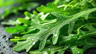 Resiste al calor: la planta japonesa con hojas verdes que crecen durante todo el verano