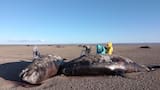 Alerta ambiental: investigadores estudian el hallazgo de orcas varadas en la costa de Tierra del Fuego