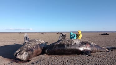 Alerta ambiental: investigadores estudian el hallazgo de orcas varadas en la costa de Tierra del Fuego