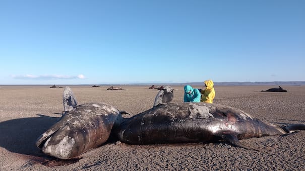 Alerta ambiental: investigadores estudian el hallazgo de orcas varadas en la costa de Tierra del Fuego