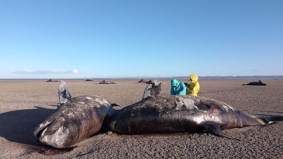 Estudian el varamiento de orcas en el norte de Tierra del Fuego.