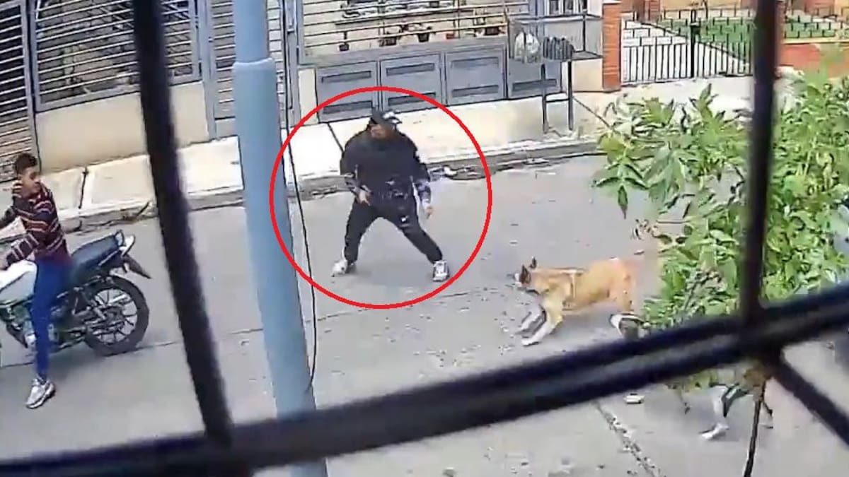 Dos perras salvan la vida de un transeunte. Foto: Captura de video.