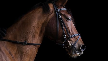 Encefalomielitis equina. Foto: Unsplash