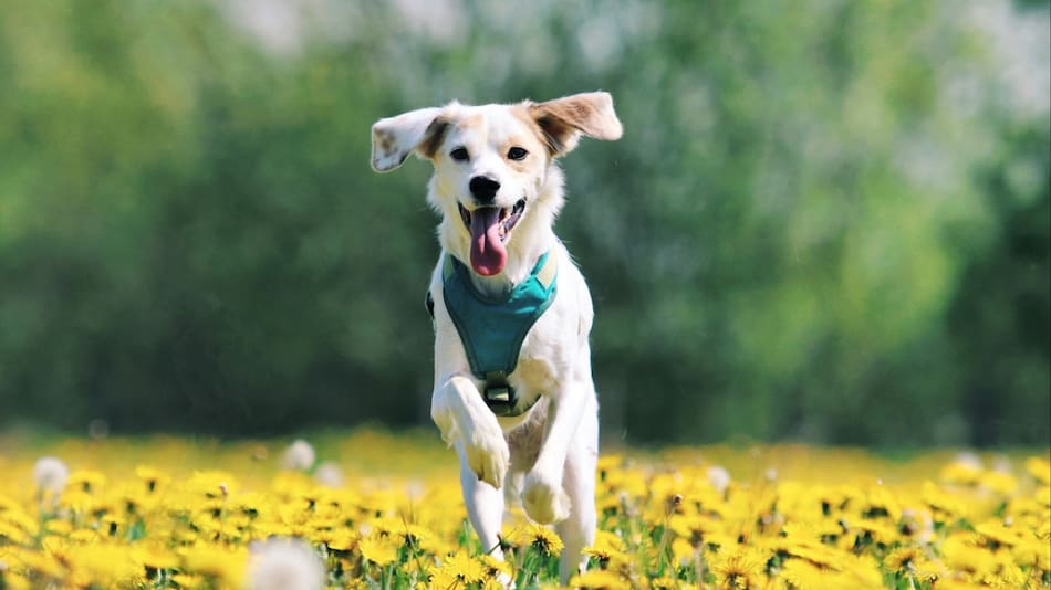 Perros; mascotas. Foto: Unsplash.