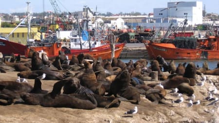 Lobos marinos en Mar del Plata. Foto: NA.