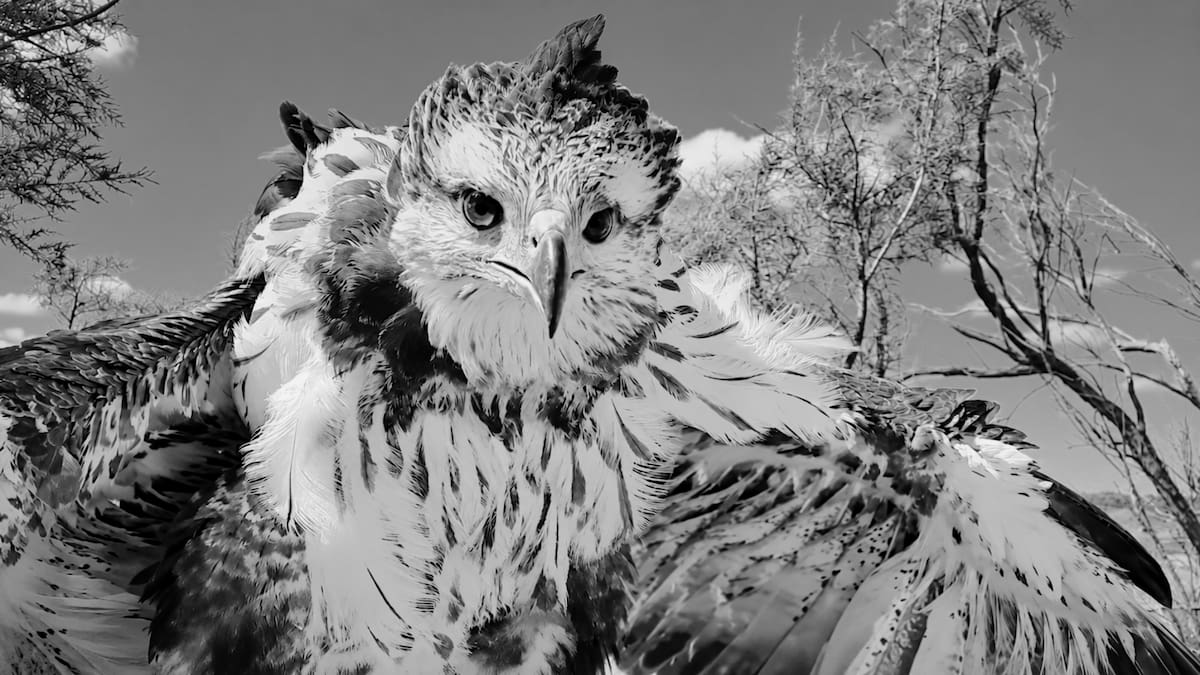 Encontraron muerta a un águila coronada y sospechan que fue víctima de cazadores furtivos.