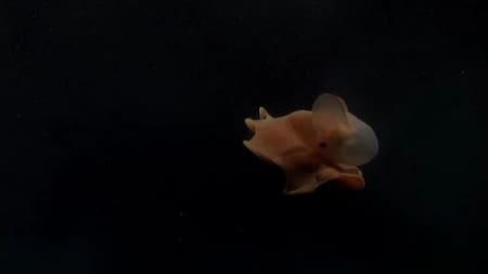 Dumbo el pulpo del CONICET
